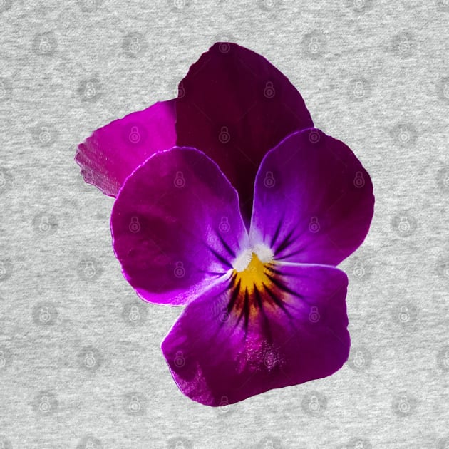 Purple Violet Flower Photo by ellenhenryart